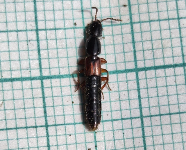 Othius punctulatus - nagy avarholyva
