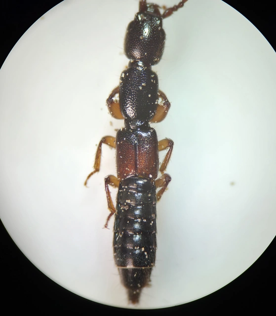 Lathrobium