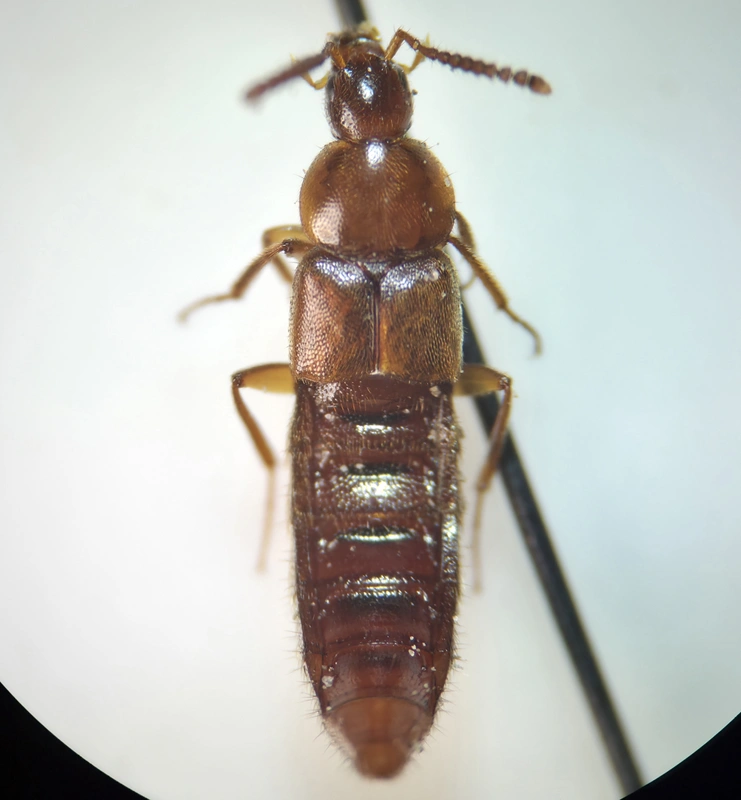 Aleochara ruficornis - vörös fürkészholyva