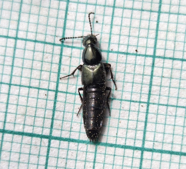 Philonthus laminatus - fémzöld ganajholyva