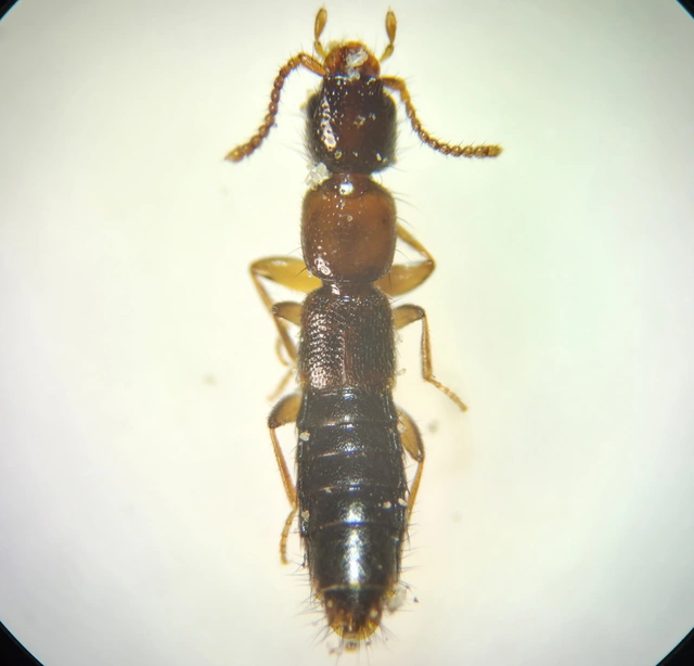 Sunius melanocephalus - feketefarú lombholyva