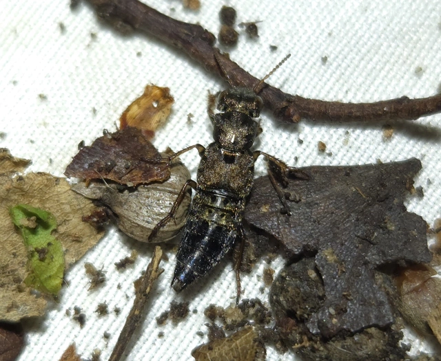 Ontholestes haroldi - sárgatérdű holyva