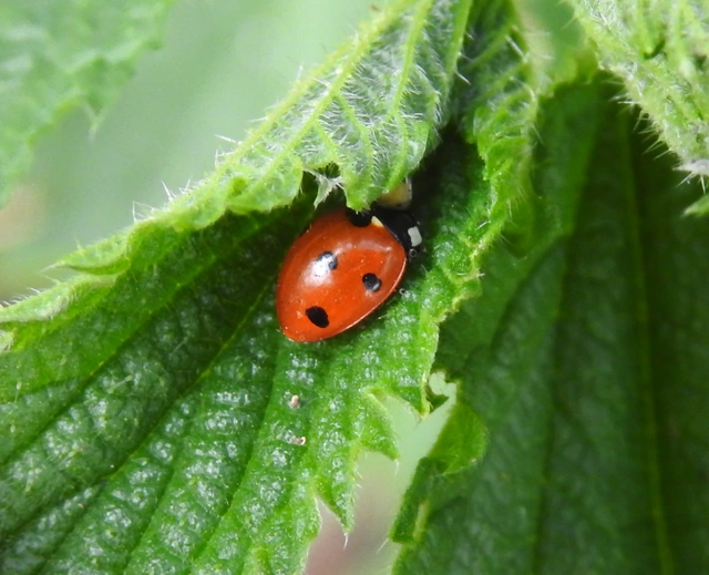 Coccinella septempunctata - hétpettyes katica