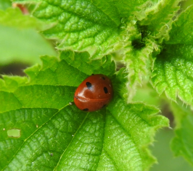 Coccinella septempunctata - hétpettyes katica