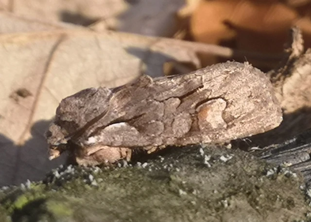 Lithophane furcifera - villás fabagoly