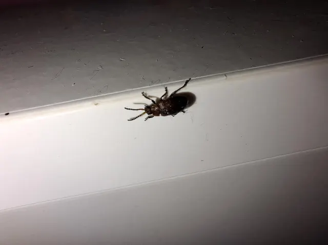 Galeruca rufa - vörös olajosbogár