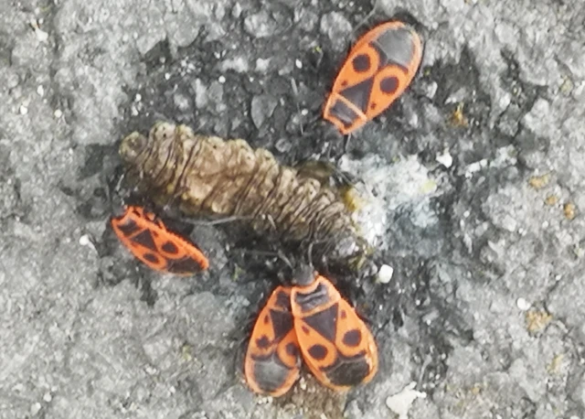 Pyrrhocoris apterus - verőköltő poloska