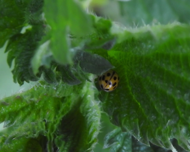 Propylea quatuordecimpunctata - tizennégypettyes füsskata