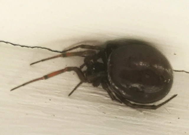 Steatoda bipunctata - kétpettyes faggyúpók