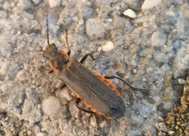 Cantharis