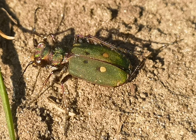 Cicindela campestris - mezei homokfutrinka