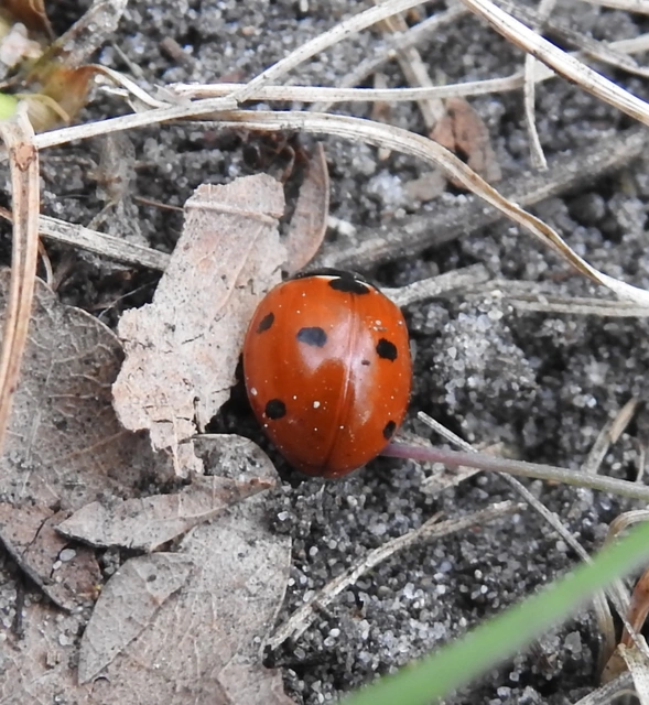 Coccinella septempunctata - hétpettyes katica