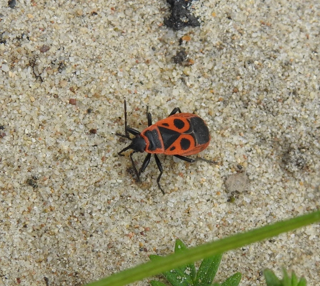 Pyrrhocoris apterus - verőköltő poloska