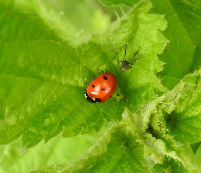 Coccinella septempunctata - hétpettyes katica