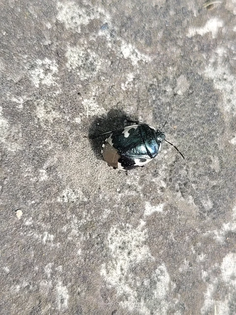 Tritomegas bicolor - foltos földipoloska