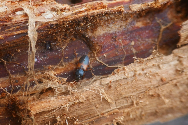 Gynandromorphus etruscus - etruszk tarkafutó