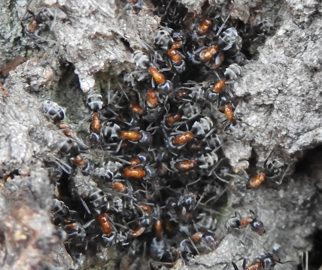 Liometopum microcephalum - tölgyfahangya