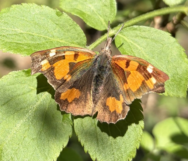 Libythea celtis - csőröslepke