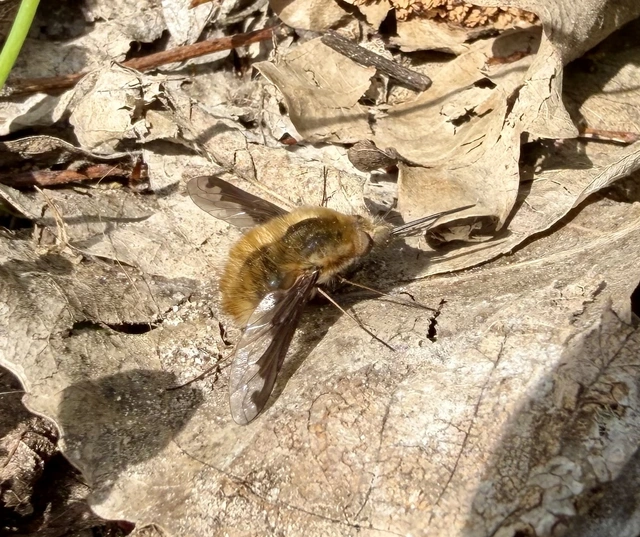Bombylius major - szegélyes pöszörlégy