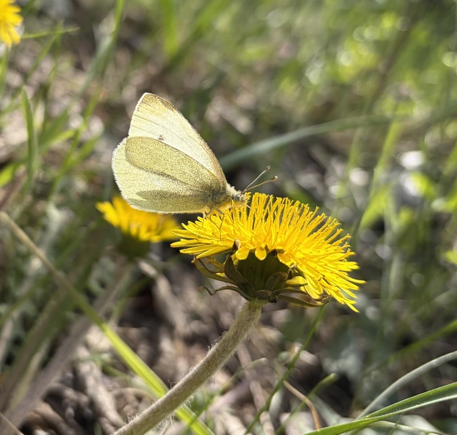 Pieris rapae - répalepke