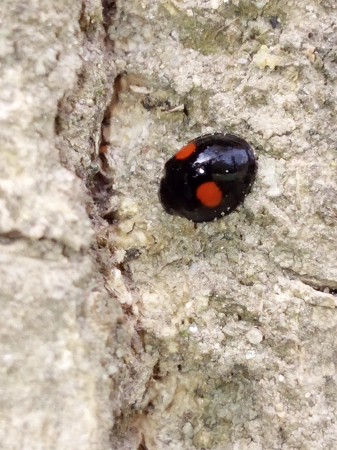 Chilocorus renipustulatus - vesefoltos szerecsenkata