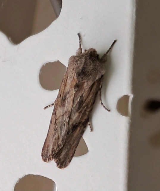 Egira conspicillaris - változékony szürkebagoly
