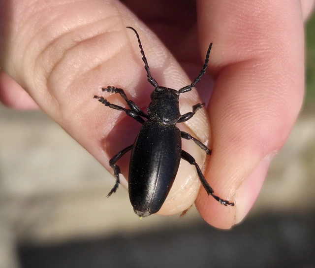 Dorcadion aethiops - fekete gyalogcincér