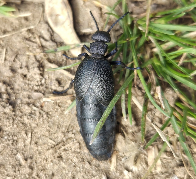 Meloe cicatricosus - óriásnünüke