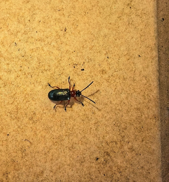 Oulema melanopus/duftschmidi