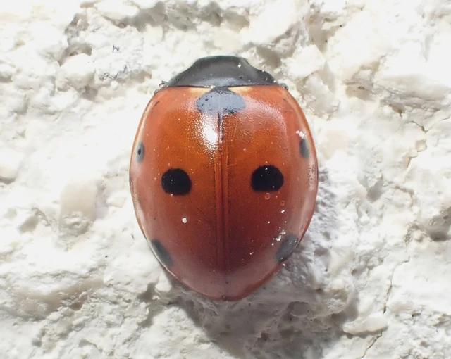 Coccinella septempunctata - hétpettyes katica