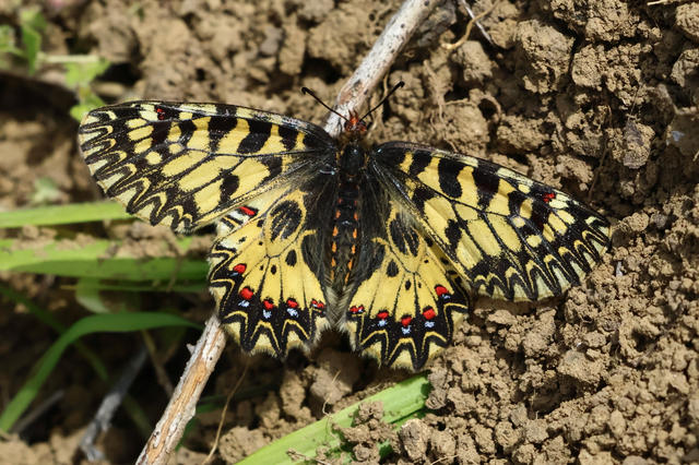 Zerynthia polyxena - farkasalmalepke