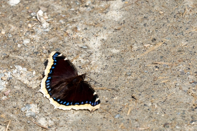 Nymphalis antiopa - gyászlepke