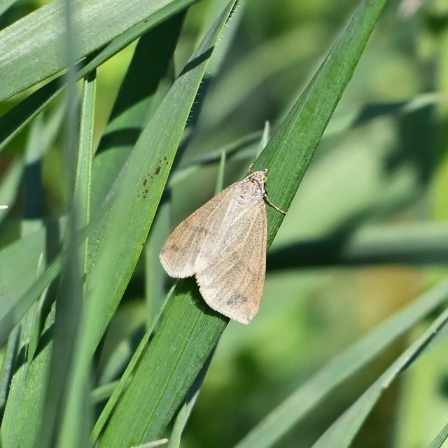 Lithostege griseata - szürke araszoló