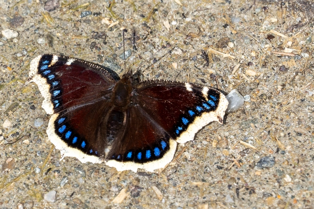 Nymphalis antiopa - gyászlepke
