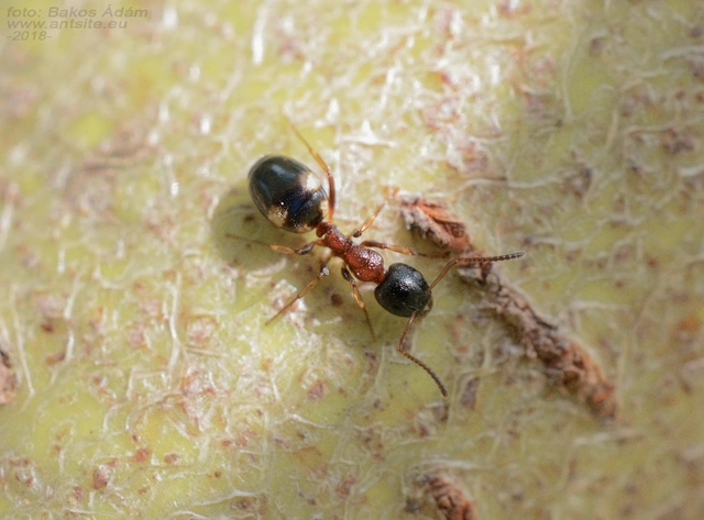 Dolichoderus quadripunctatus - négypettyes erdeihangya