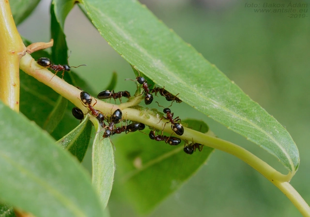 Dolichoderus quadripunctatus - négypettyes erdeihangya