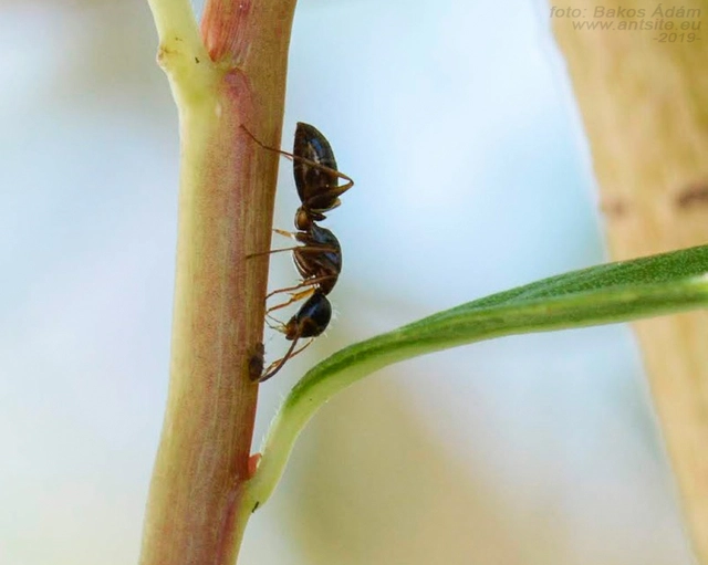 Camponotus fallax - ligeti lóhangya