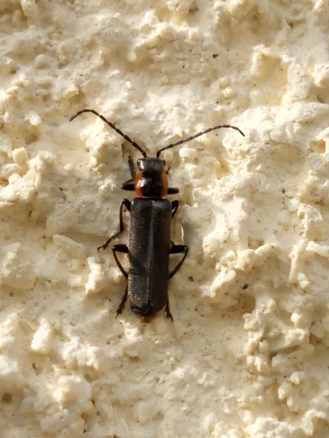 Cantharis