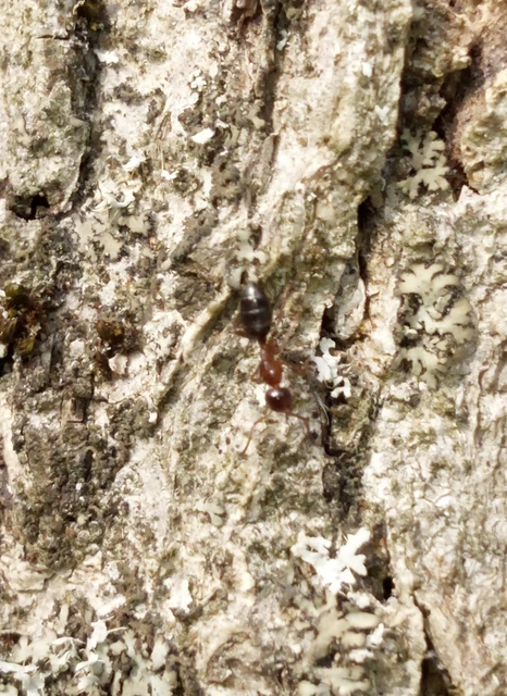 Colobopsis truncata - kapushangya
