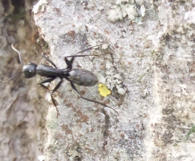 Camponotus vagus - fekete lóhangya