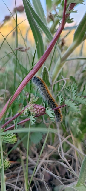 Lasiocampa trifolii - lóhereszövő