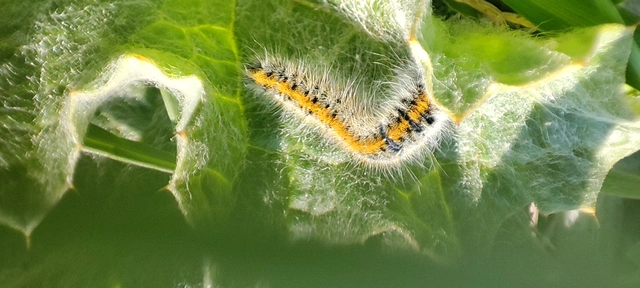 Lasiocampa trifolii - lóhereszövő