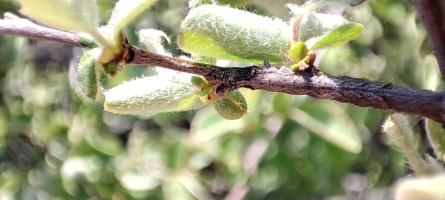 Allophyes oxyacanthae - galagonyabagoly