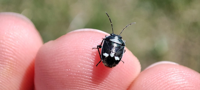 Eurydema oleracea - paréjpoloska Eurydema oleracea - paréjpoloska