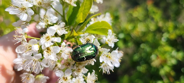 Cetonia aurata - aranyos virágbogár
