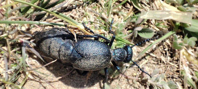 Meloe proscarabaeus - közönséges nünüke