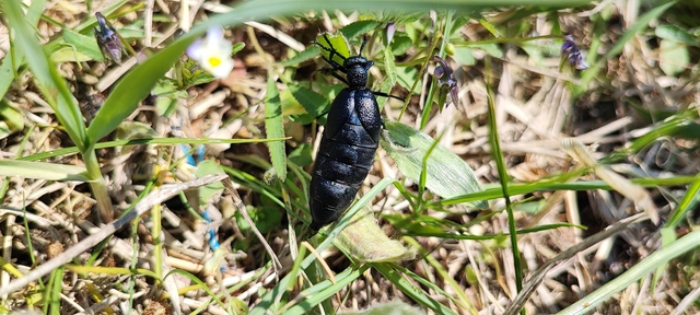 Meloe proscarabaeus - közönséges nünüke