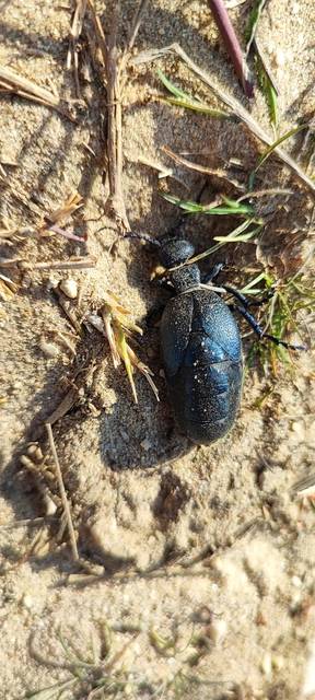 Meloe proscarabaeus - közönséges nünüke
