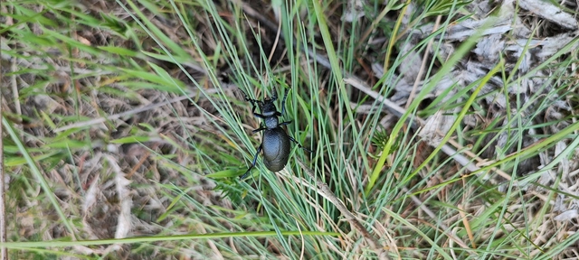 Meloe proscarabaeus - közönséges nünüke
