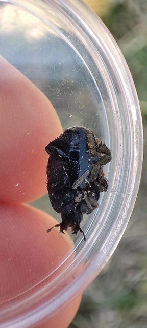 Hister quadrimaculatus - közönséges sutabogár